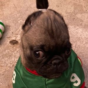 Meet your Posher, Gracie